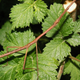 Image for article titled Can you detect the stealth animals hiding in all these pictures?